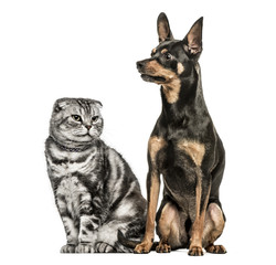Scottish Fold and German Pinscher sitting together