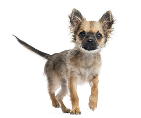 Chihuahua puppy, 4 months old, walking towards camera