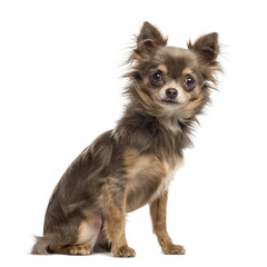 Chihuahua puppy, 6 months old, isolated on white