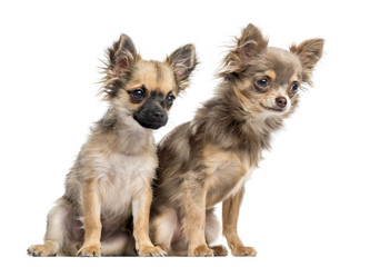Two Chihuahua puppies, isolated on white