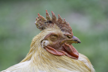 The face side of the Rooster