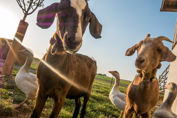 Gänse und Ziegen © focus finder