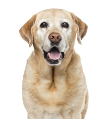 Close-up of Labrador Retriever, 11 years old, isolated on white
