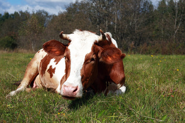 Fototapeta na wymiar Cow On Pasture