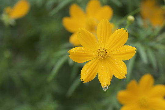Yellow  flowers bloom with a drop of rain .