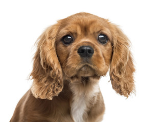 Close-up of Cavalier King Charles Spaniel puppy