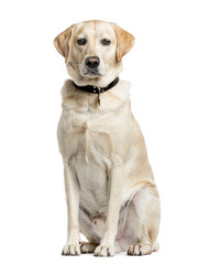 Labrador Retriever, 4 years old, isolated on white