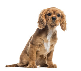 Cavalier King Charles Spaniel puppy, isolated on white