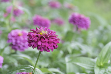 Zinnia pink bloom On blurred background