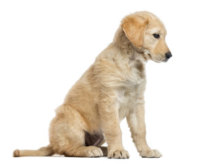  Cross-breed Labrador puppy, 2 months old, isolated on white