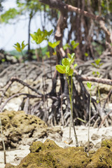 Mangroves in Andaman beach, India