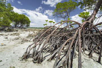 Mangroves in Andaman beach, India