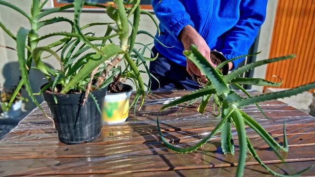 Person remove aloe plant with roots from plastic pot