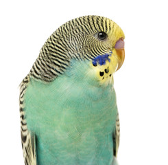 Close up of a Budgerigar parakee isolated on white