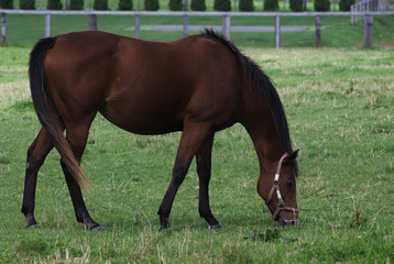Obraz premium Koń ranczo