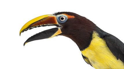 Green aracari opening his beak isolated on white