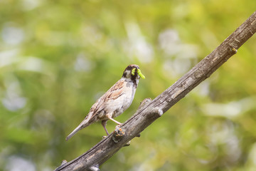 the bird Sparrow sits on a branch in the Park and holding a green caterpillar in its beak