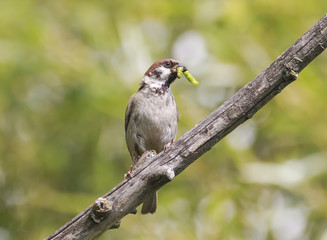 Sparrow caught a green caterpillar sitting on a tree