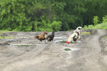 Fototapeta premium chickens and roosters crossing the wet road