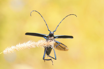 black beetle with a big mustache hanging on a blade of grass on a Sunny summer meadow