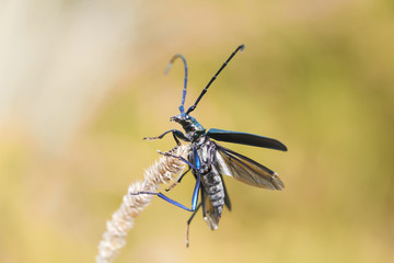 black beetle with a big mustache hanging on a blade of grass on a Sunny summer meadow