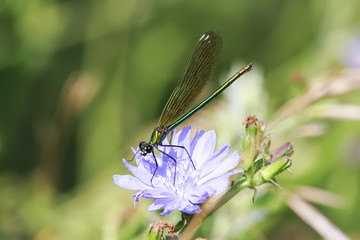 dragonfly sitting on summer meadow in a Sunny day