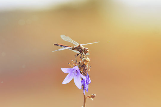 dragonfly with big eyes sitting on a flower bell on a Sunny summer day