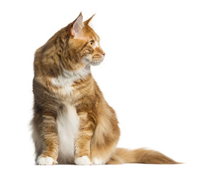 Maine Coon cat sitting isolated on white