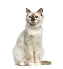 Front view of a Birman cat sitting isolated on white