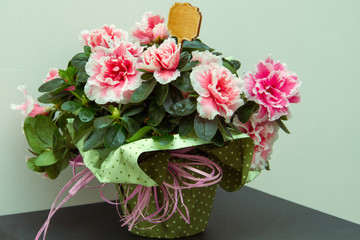Vintage and moody peony flower arrangement of pink and white dahlias with green paper accent placed on a black surface - 121128484