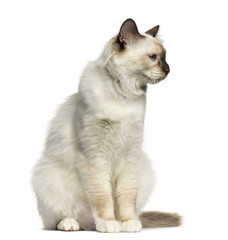 Front view of a Birman cat sitting isolated on white