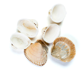 Fototapeta na wymiar seashells isolated on white background