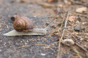 Snail crawling on the road and sees an obstacle
