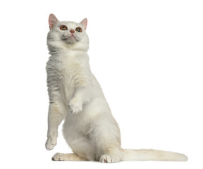 Side view of a British Shorthair playing isolated on white