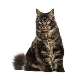 Maine Coon cat sitting isolated on white