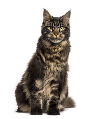 Maine Coon sitting isolated on white