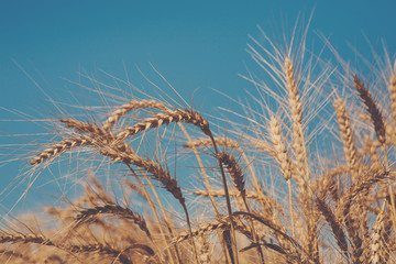Golden wheat field, harvest and farming
