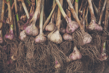 Organic garlic gathered at ecological farm on rustic wood