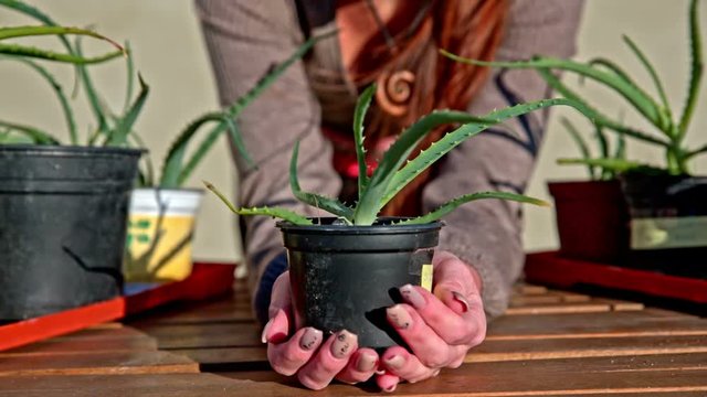 Dolly sliding over aloe arborescens in plastic pot
