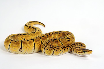 Königspython (Python regius)
