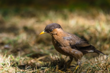 Brahminy Starling, Brahminy Myna, Brahminy Mynah, Black-headed Myna