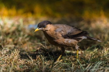 Brahminy Starling, Brahminy Myna, Brahminy Mynah, Black-headed Myna
