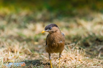 Brahminy Starling, Brahminy Myna, Brahminy Mynah, Black-headed Myna