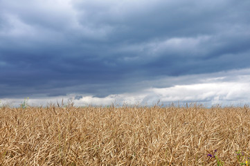 Agricultural mature rapeseed field. Beige rape pods close up on a background of the storm cloudy...