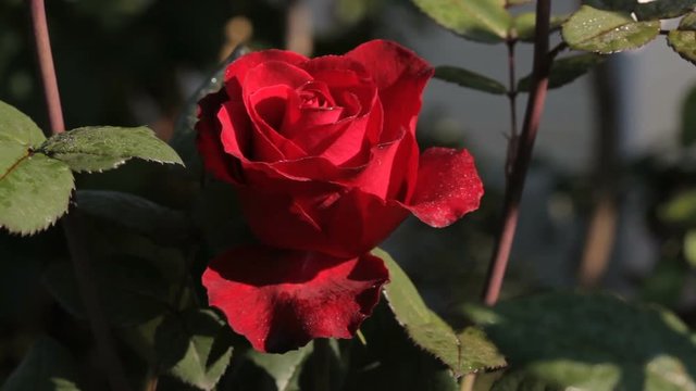 Beautiful dark red rose in garden, closeup