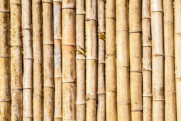 bamboo background