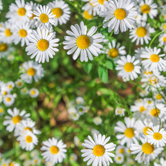 daisy flowers frame