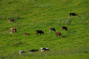 Kühe auf der Almwiese