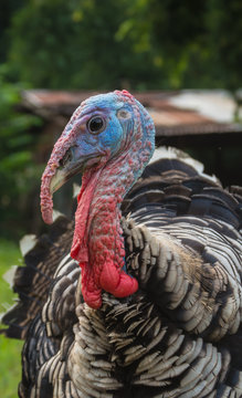 Closeup turkey face