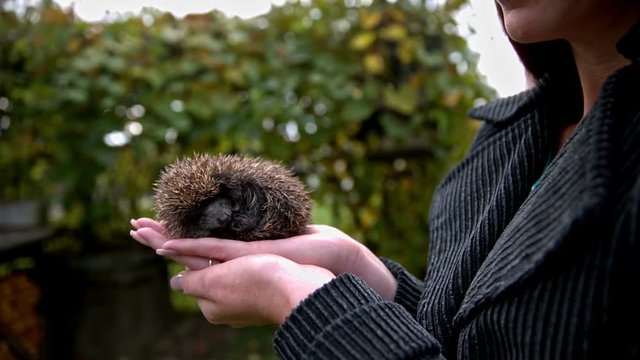 Hedgehog in hands bites woman to run away